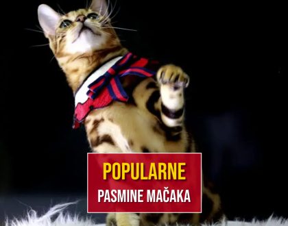POPULARNE PASMINE MAČAKA
