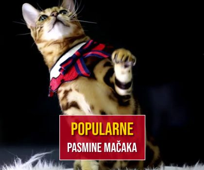 POPULARNE PASMINE MAČAKA