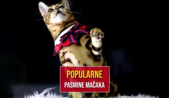POPULARNE PASMINE MAČAKA
