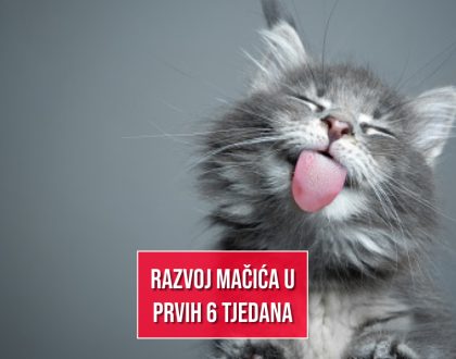 RAZVOJ MAČIĆA U PRVIH 6 TJEDANA