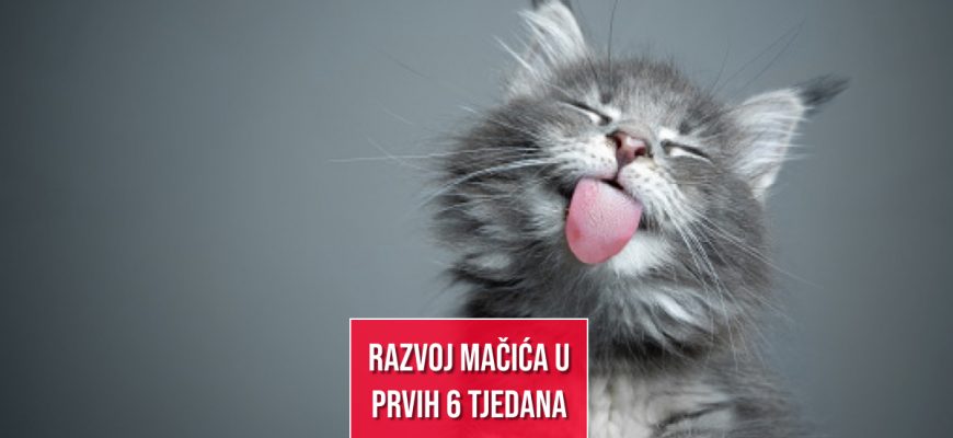 RAZVOJ MAČIĆA U PRVIH 6 TJEDANA