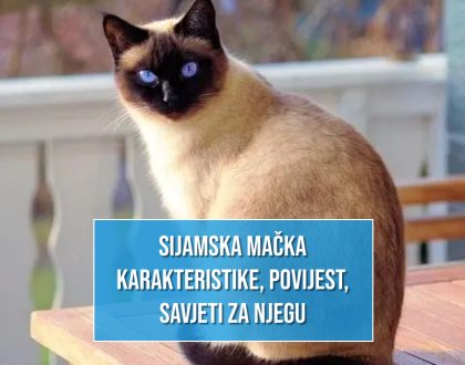 SIJAMSKA MAČKA KARAKTERISTIKE_POVIJEST_SAVJETI ZA NJEGU
