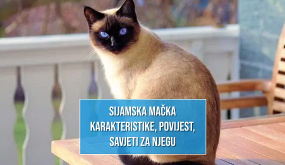 SIJAMSKA MAČKA KARAKTERISTIKE_POVIJEST_SAVJETI ZA NJEGU
