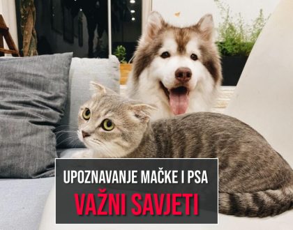 UPOZNAVANJE MAČKE I PSA