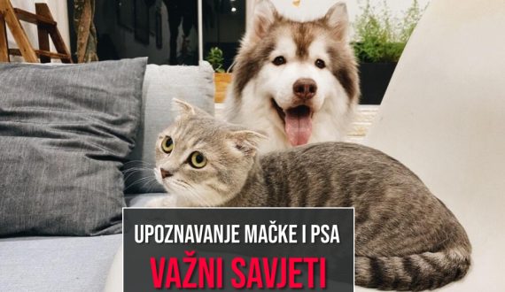 UPOZNAVANJE MAČKE I PSA