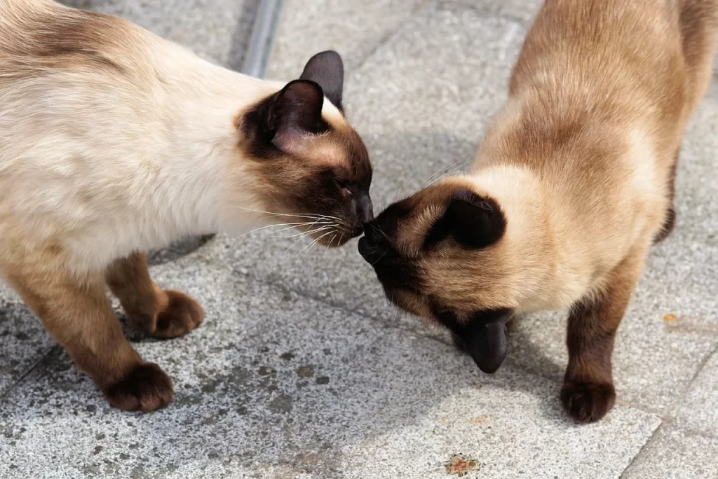 temperament sijamske mačke