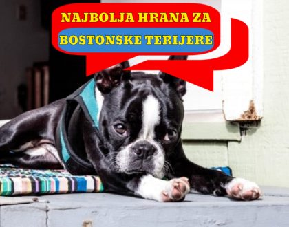 NAJBOLJA HRANA ZA BOSTONSKE TERIJERE