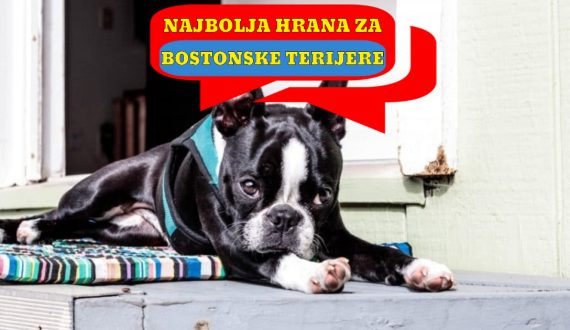 NAJBOLJA HRANA ZA BOSTONSKE TERIJERE