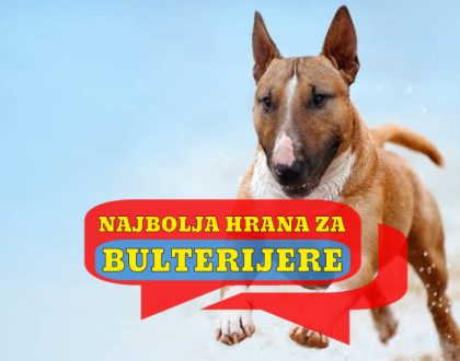 NAJBOLJA HRANA ZA BULTERIJERE