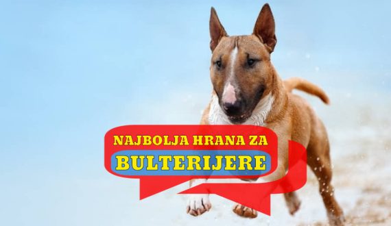 NAJBOLJA HRANA ZA BULTERIJERE
