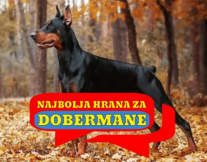 NAJBOLJA HRANA ZA DOBERMANE