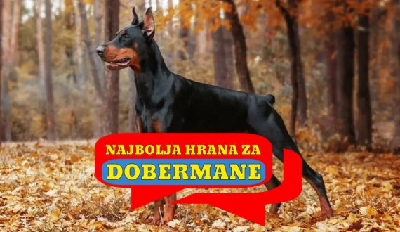 NAJBOLJA HRANA ZA DOBERMANE