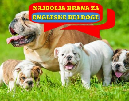 NAJBOLJA HRANA ZA ENGLESKE BULDOGE