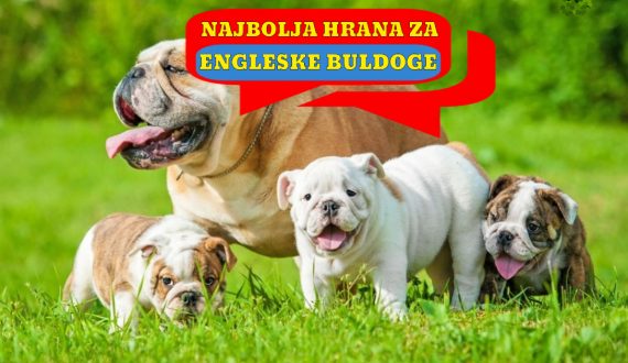 NAJBOLJA HRANA ZA ENGLESKE BULDOGE