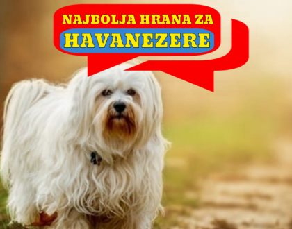 NAJBOLJA HRANA ZA HAVANEZERE