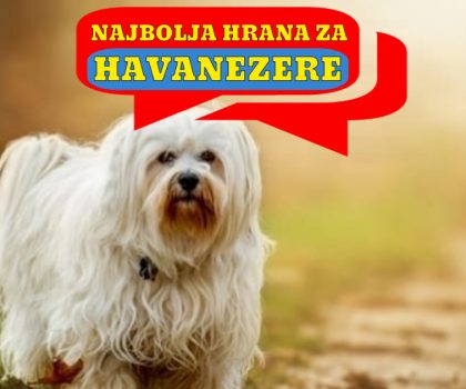 NAJBOLJA HRANA ZA HAVANEZERE