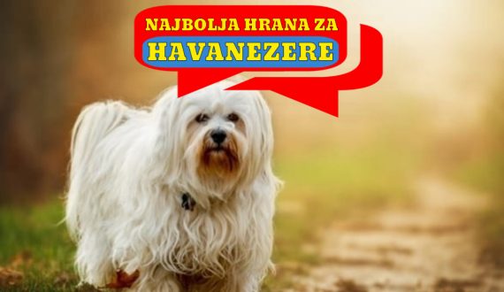 NAJBOLJA HRANA ZA HAVANEZERE