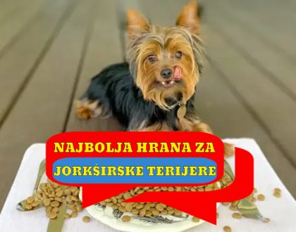 NAJBOLJA HRANA ZA JORKŠIRSKE TERIJERE