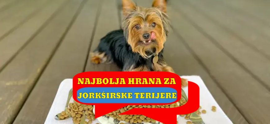 NAJBOLJA HRANA ZA JORKŠIRSKE TERIJERE