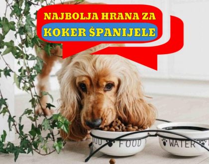 NAJBOLJA HRANA ZA KOKER ŠPANIJELE