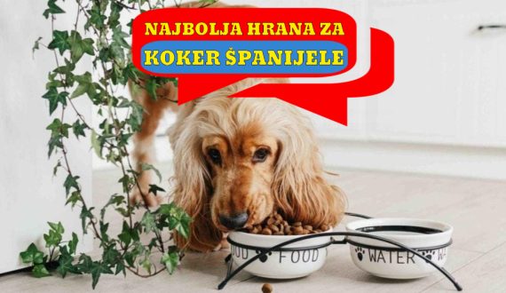 NAJBOLJA HRANA ZA KOKER ŠPANIJELE