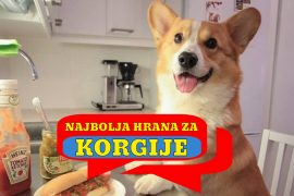 NAJBOLJA HRANA ZA KORGIJE..
