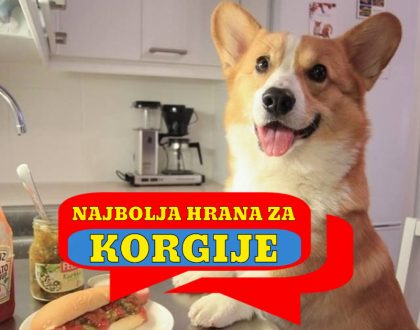 NAJBOLJA HRANA ZA KORGIJE..