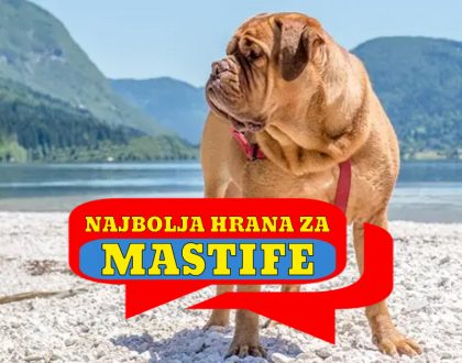 NAJBOLJA HRANA ZA MASTIFE