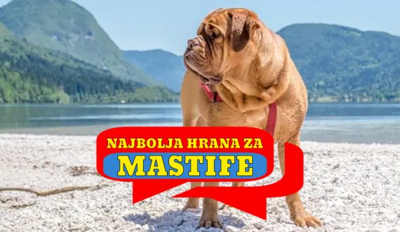 NAJBOLJA HRANA ZA MASTIFE