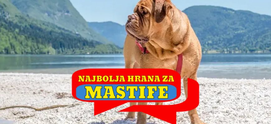 NAJBOLJA HRANA ZA MASTIFE