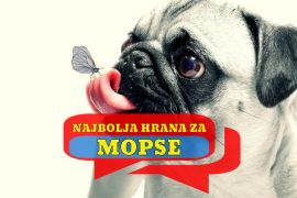 NAJBOLJA HRANA ZA MOPSA