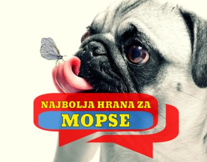 NAJBOLJA HRANA ZA MOPSA