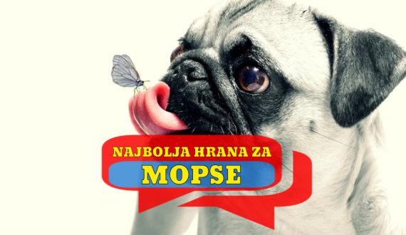 NAJBOLJA HRANA ZA MOPSA