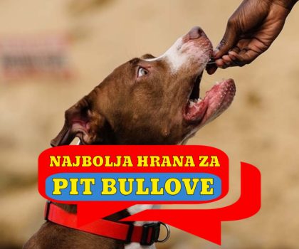 NAJBOLJA HRANA ZA PITBULLOVE