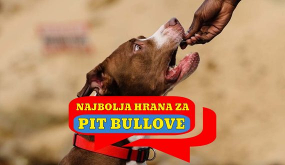 NAJBOLJA HRANA ZA PITBULLOVE