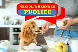 NAJBOLJA HRANA ZA PUDLICE