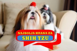 NAJBOLJA HRANA ZA SHIH TZU