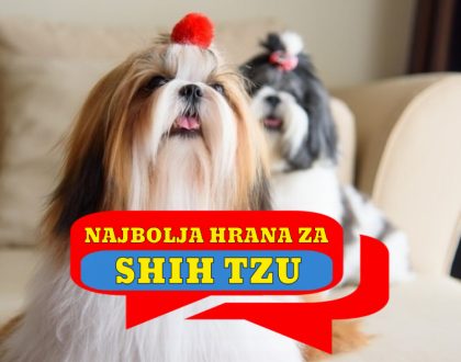 NAJBOLJA HRANA ZA SHIH TZU