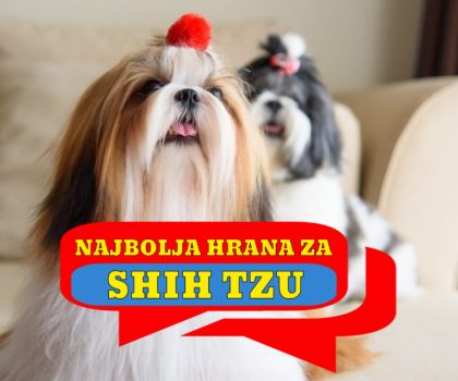 NAJBOLJA HRANA ZA SHIH TZU