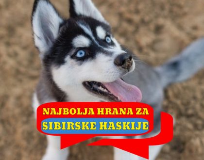 NAJBOLJA HRANA ZA SIBIRSKE HASKIJE
