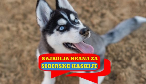 NAJBOLJA HRANA ZA SIBIRSKE HASKIJE