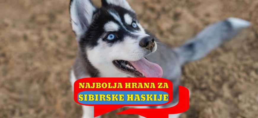 NAJBOLJA HRANA ZA SIBIRSKE HASKIJE