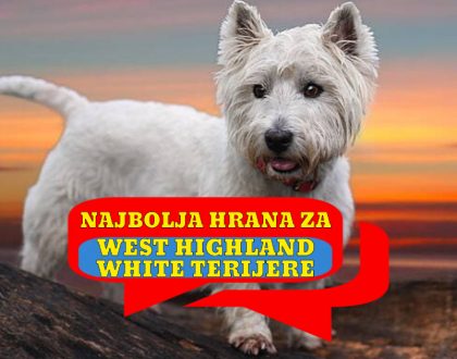 Najbolja hrana za west highland white terriere