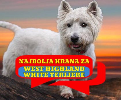 Najbolja hrana za west highland white terriere