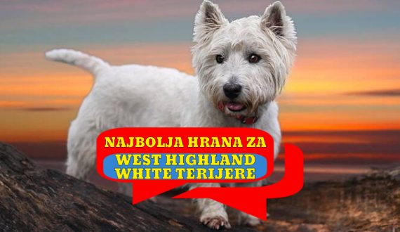 Najbolja hrana za west highland white terriere