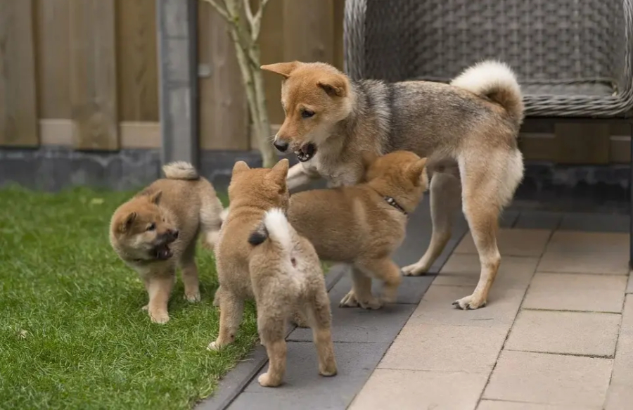 SHIBA INU MAJKA S DJECOM