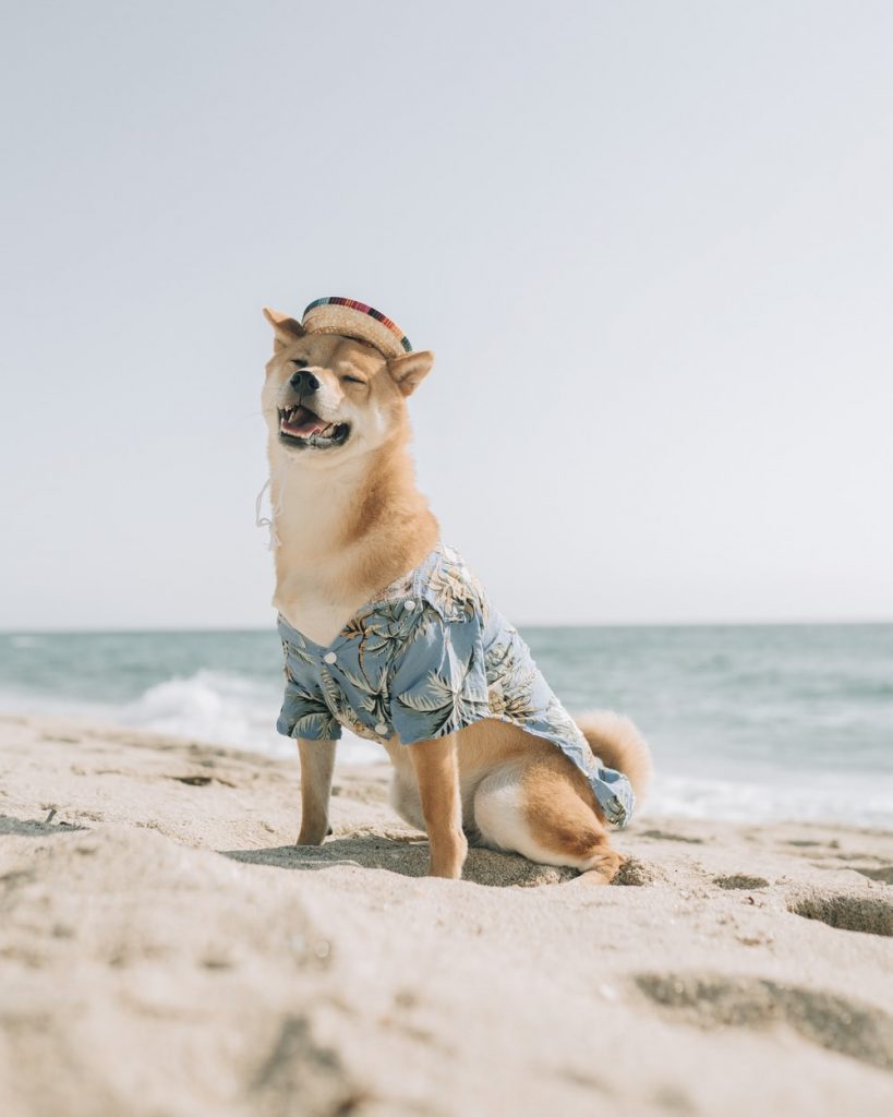 SHIBA INU NA PLAŽI
