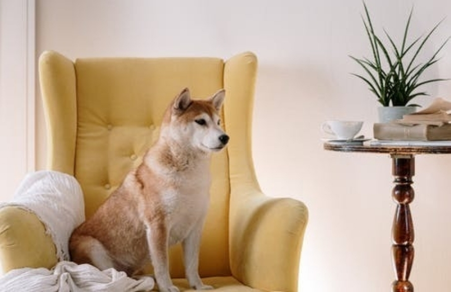 SHIBA INU SJEDI U FOTELJI