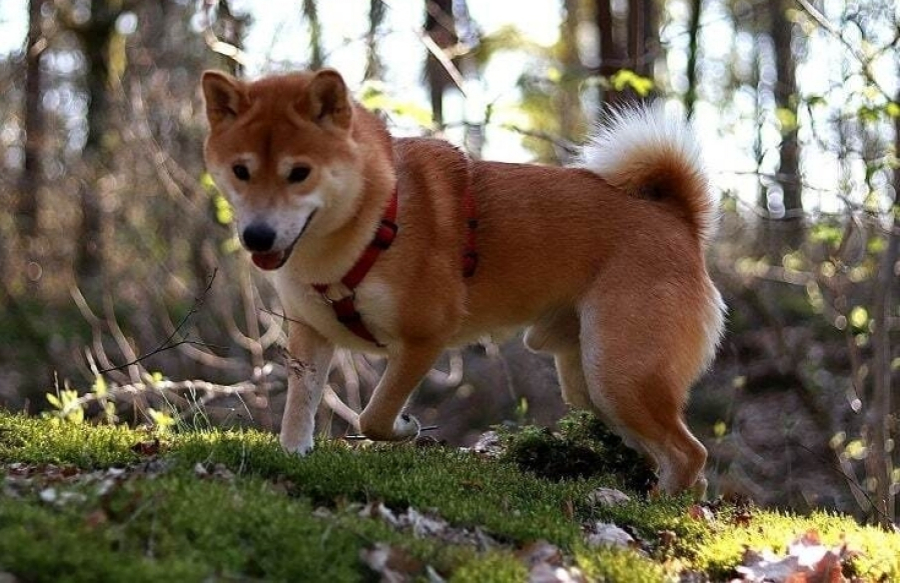 SHIBA INU U ŠUMI