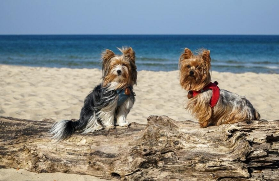 Yorkshire Terriers na plaži